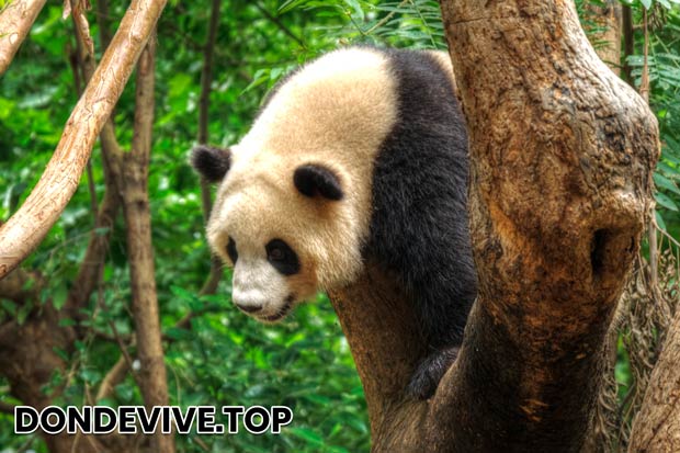 El oso panda, a diferencia de otros osos, tiene una cola bastante larga