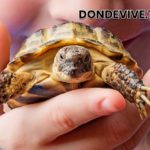 El tamaño de la tortuga y la forma del caparazón dependen del clima.