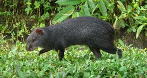 Reproducción del añuje o agutí negro