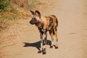El licaón pictus es un animal gregario y formando manadas de hasta 40 ejemplares de perros salvajes africanos