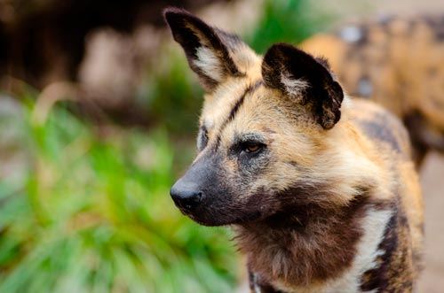 El nombre científico de los perros de caza africanos, Lycaon pictus