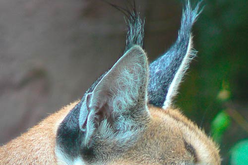 La característica del caracal son sus orejas alargados con un penacho negro