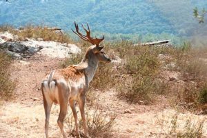 Taruca o huemul del norte de los Andes