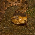 Veneno de la serpiente terciopelo