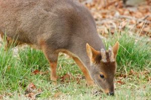 El pudú es una de las más pequeñas, también es uno de los ungulados más pequeños.