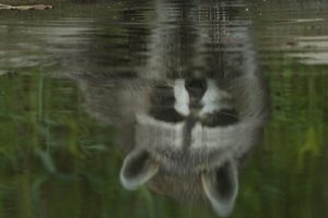 Dónde vive el mapache