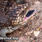Eslizón de lengua azul (Tiliqua scincoides)