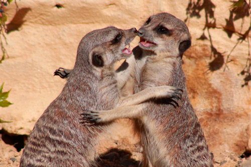 suricatas aprendiendo a defenderse