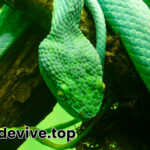 boomslang africano (Dispholidus typus)