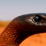 Serpiente taipán del interior en su hábitat natural